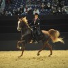 Show-Arena